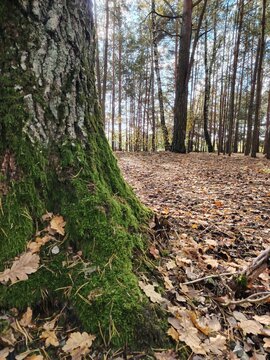 Autumn forest landscape with green mossy tree trunk close up. Scenic view of woods with fallen yellow leaves on the ground