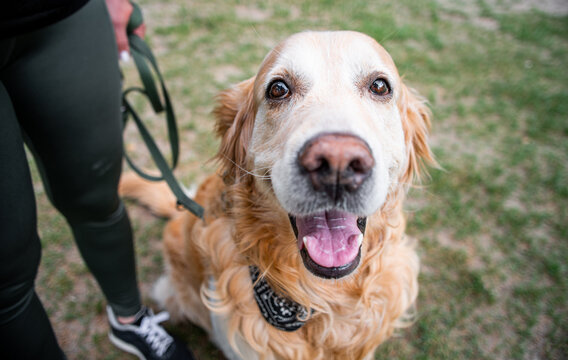 Golden Retriever Dog Adorably Posing For A Portrait Staring At The Camera