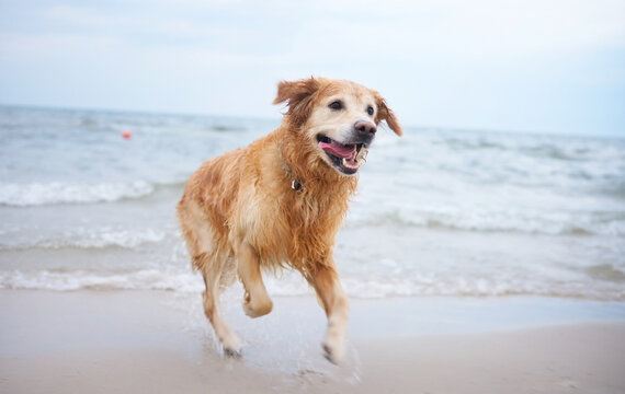 Golden Retriever Enjoys A Daily Routine Walk, Playfully Running Through Water On A Sandy Coastline