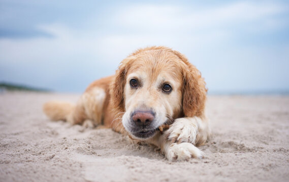 Golden Retriever Plays On A Sandy Beach, Joyfully Chewing A Stick By The Coastline