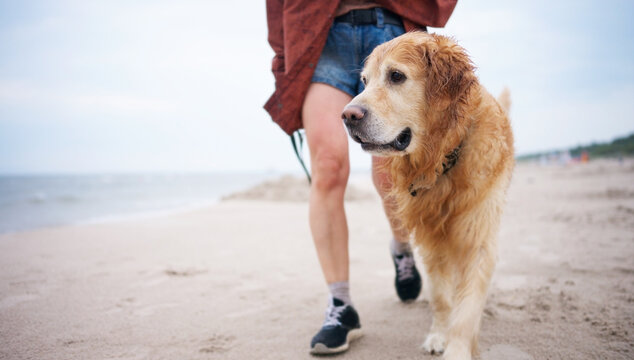 Wet Golden Retriever Joyfully Walks With Woman On Rainy Sandy Coast After Swim In The Sea