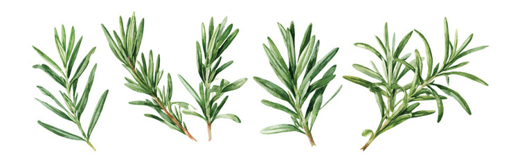 Naklejka premium Simple Illustrator Artwork, Beautiful rosemary set painting design set. Hand-painted style, vectorized, vector set available in EPS. Simple Hand-painted watercolor style. 