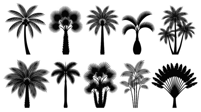 Black palm trees silhouettes vector set featuring diverse tropical coconut palm fan palm and exotic traveler palm varieties for summer vacation and beach graphic design elements collection