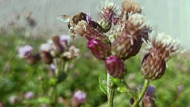 The video shows a close-up macro shot of a Common Drone Fly (Eristalis tenax), a species of hoverfly known for its striking mimicry of a honeybee drone. 