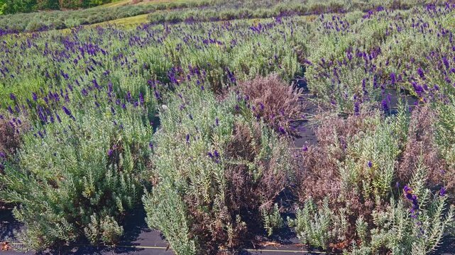 A peaceful panoramic view moving through rows of blooming lavender at a beautiful lavender farm, capturing the vibrant purple fields and serene countryside atmosphere.