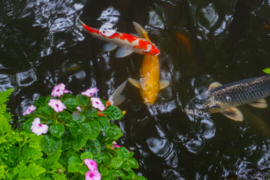 Colorful fancy carp fish (koi fish) in a garden pond in Japan,nishikigoi or orange carp.