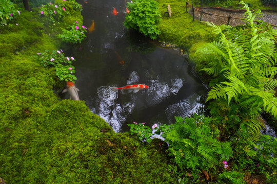 Colorful fancy carp fish (koi fish) in a garden pond in Japan,nishikigoi or orange carp.