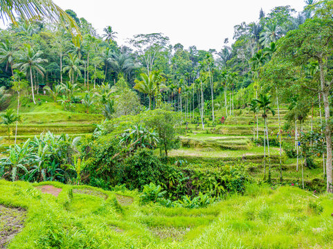 Tegalalang Rice Terrace presenting lush green agricultural fields and traditional Balinese subak irrigation system, surrounded by tropical forest in Gianyar, Bali