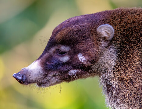 Coati