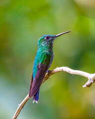 Hummingbird © Nick Hobgood