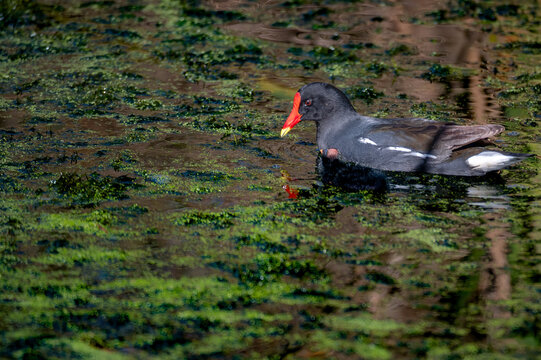 Close up image of a Red-knobbed Coot having an affectionate moment with it recently hatched baby.