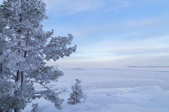 Beautiful snowy trees by a frozen and snowy lake in Tampere, Finland in the winter at day. Beautiful natural and tranquil winter landscape. Copy space.