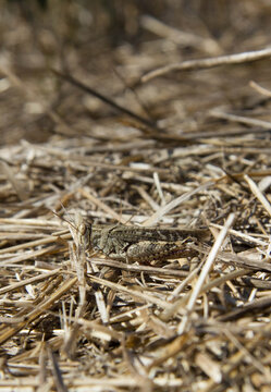 Camouflaged grasshopper blending into dry grass
