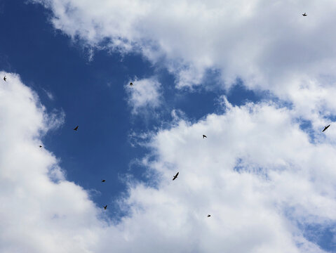 A flock of flying swallows high in the blue sky with white clouds.
