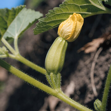 young green sprout zucchini with yellow bud