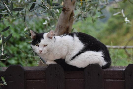 Perched cat