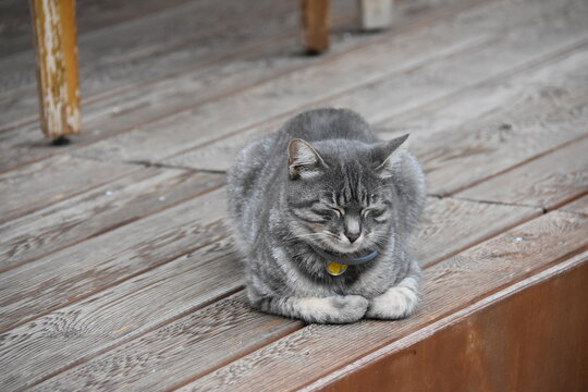 Gray cat