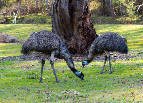 Emus