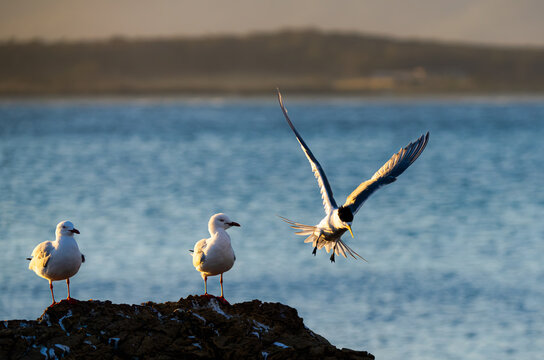 Terns and Gulls