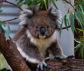 Fototapeta premium Koala