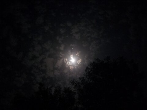 Full moon shining through dark tree branches at night in a mysterious forest landscape.