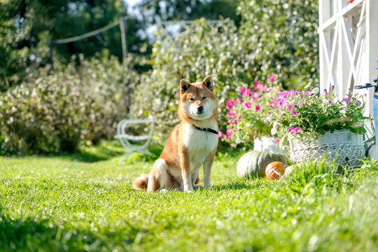Sunlight glows on a calm garden scene