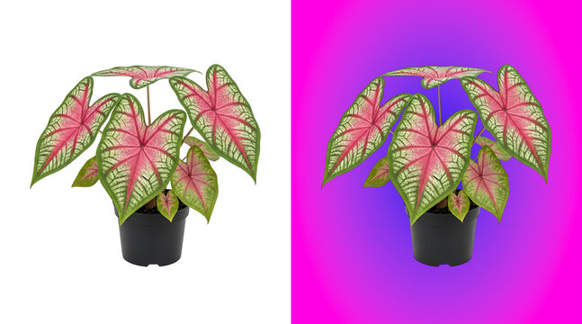 A potted caladium plant with large, heart-shaped leaves in shades of pink, green, and white, isolated on a white background, for home decor