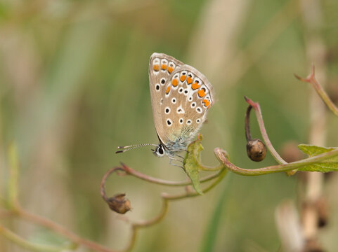 Isolated ventral macro close-up of a female European common blue (Polyommatus Icarus) perched on field bindweed (convolculus arvensis) in a field in August. Bonn, Germany.