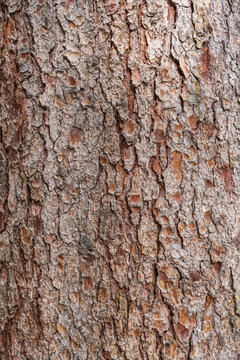 Bark texture and background of a old fir tree trunk. Detailed bark texture. Natural background