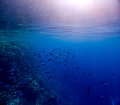 Sunlight pierces deep ocean waters, casting golden beams