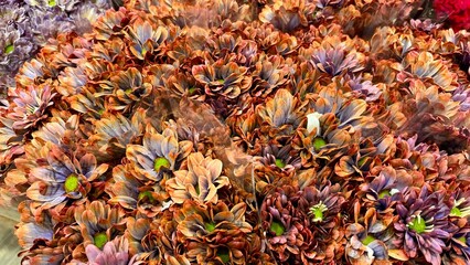 Purple chrysanthemums dyed orange, creating unusual multicolored flowers with layered petals in a dense floral cluster © Olshanetskaia