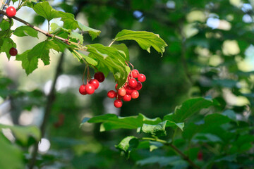 Colorful plants in city park © olena