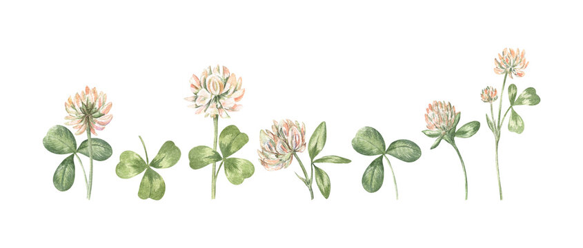 Watercolor illustration of the white clover set isolated on transparent. Gentle hand-painted cottagecore-style clip art of meadow flowers for stickers and scrapbooking