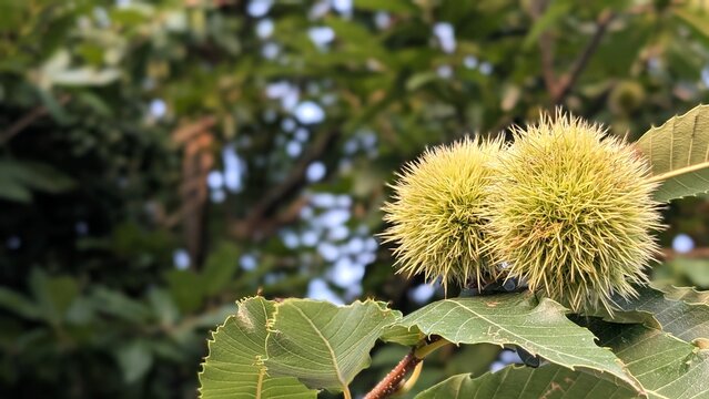 Close up of green prickly sweet chestnuts growing on branch
