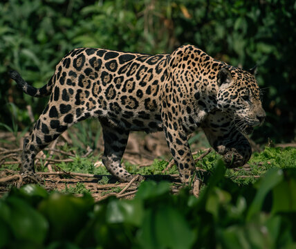 jaguar walking in the wetlands