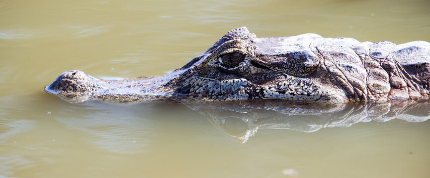 caiman in the water