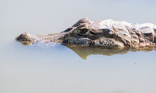 caiman in the water