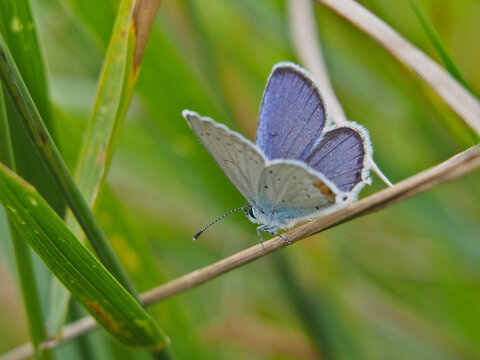 Isolated macro close-up from behind of a male European common blue (Polyommatus Icarus) perched downwards with its wings slightly open on straw in a field in August. Bonn, Germany.