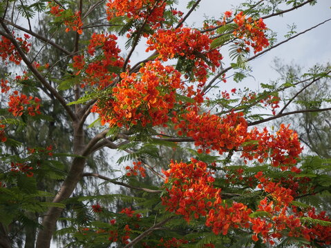 Royal poinciana, flame tree, Saipan, Northern Mariana Islands