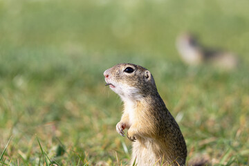 Alert ground squirrel stands upright in a grassy field observing its surroundings © Levente Varga