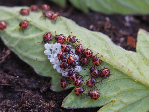 Isolated macro close-up of multiple first -instar nymphs of the brown marmorated stink bug (halyomorpha halys) and eggs on the underside of the leaves of a tomato plant. Bonn, Germany, August.