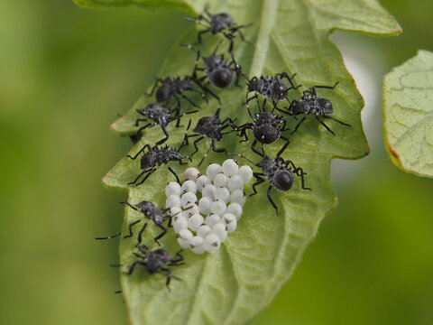 Isolated macro close-up of multiple third -instar nymphs of the brown marmorated stink bug (halyomorpha halys) and eggs on the underside of the leaves of a tomato plant. Bonn, Germany, August.