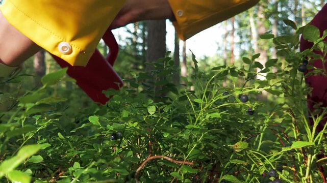 Close up of woman picking wild blueberries using red berry picker tool in forest Finland