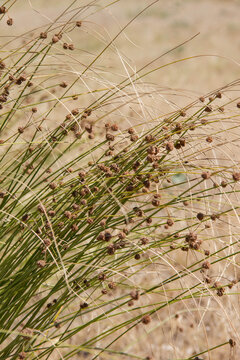 Salt meadow rush growing on the saline grasslands of B&ouml;ddi-sz&eacute;k, Hungary