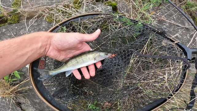 Angler holding small caught Zander (Sander lucioperca) with orange soft lure in mouth above landing net. Successful spin fishing catch.