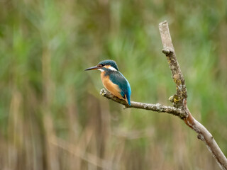 Obraz premium Common Kingfisher Perched in Wetland Habitat