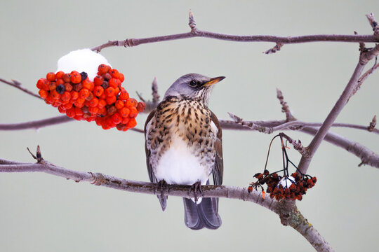 A close-up of an adult fieldfare (Turdus pilaris) perched on a  rowan tree branch with red berries, on a cold winter day against a light green background.
