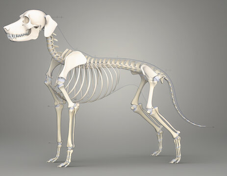 A digital X-ray illustration showing the detailed skeletal structure of a dog in profile view.