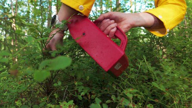 Close up of woman picking wild blueberries using red berry picker tool in forest Finland