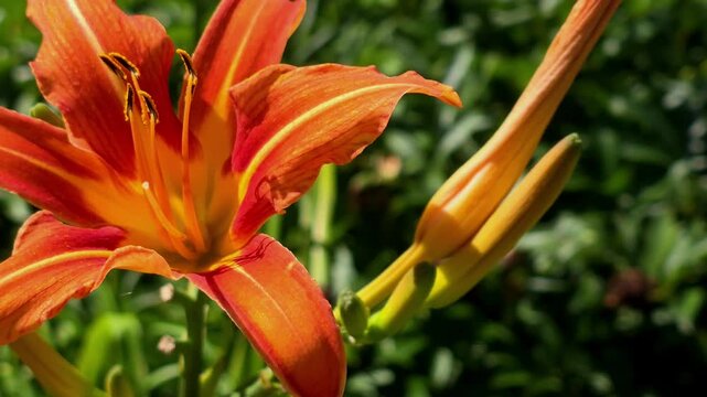 Close up of orange flower in garden during sunny day